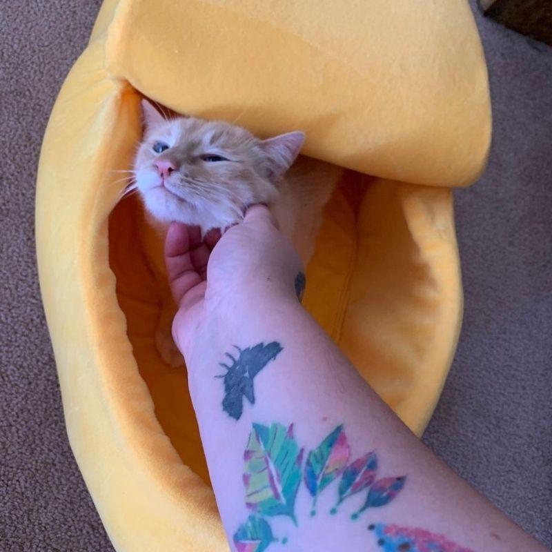 cute banana bed for cats